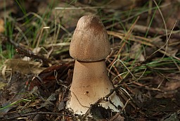 Mushroom