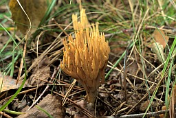 Ramaria invali (Ramaria eumorpha)