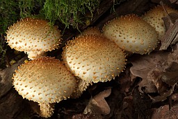 Shaggy Scalycap (Pholiota squarrosa)