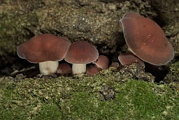 Fungi