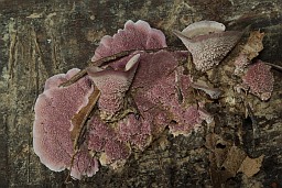 Ceriporia purpurea