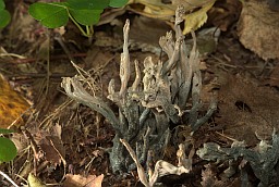 Crested coral fungus (Clavulina cristata)