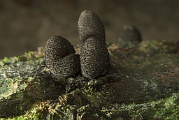 Dead man's fingers (Xylaria polymorpha)