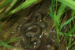 Grass snake (Natrix natrix)