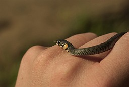 Grass snake (Natrix natrix)