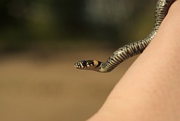 Grass snake (Natrix natrix)