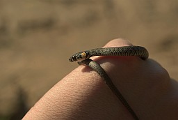 Little grass snake