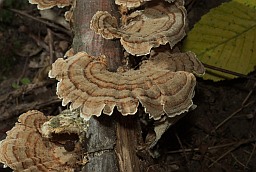 Trametes versicolor (Coriolus versicolor)