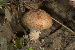 Fungus