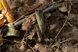 Horn of plenty (Craterellus cornucopioides)