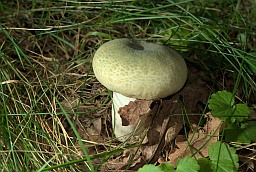 Green-cracking Russula (Russula virescens)