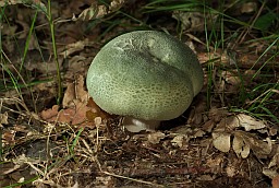 Green-cracking Russula (Russula virescens)