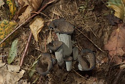 Horn of plenty (Craterellus cornucopioides)