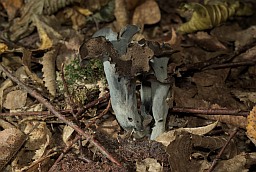 Horn of plenty (Craterellus cornucopioides)