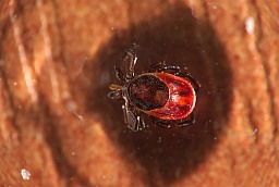 Castor bean tick (Ixodes ricinus)