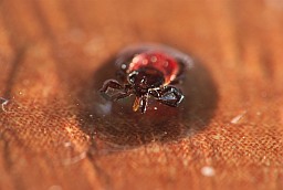 Castor bean tick (Ixodes ricinus)