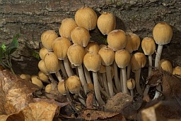 Coprinellus micaceus