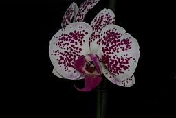 Phalaenopsis