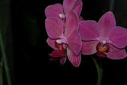 Orchid phalaenopsis