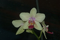 Phalaenopsis