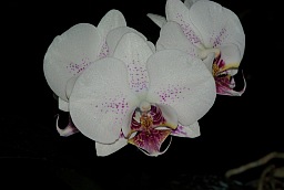 Phalaenopsis