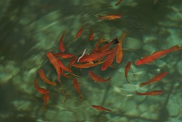 Swordtails (Xiphophorus)