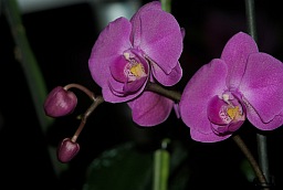 Phalaenopsis