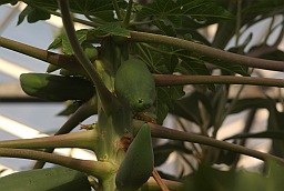 Carica papaya