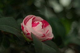 Camellia japonica