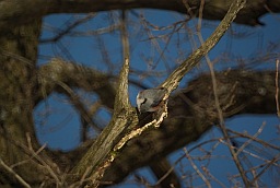 Eurasian Nuthatch (Sitta europaea)