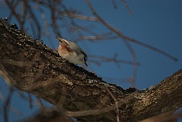 Eurasian Nuthatch (Sitta europaea)