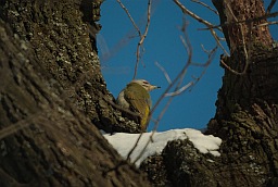 Grey-headed Woodpecker (Picus canus)