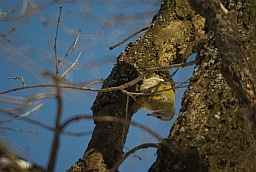 Grey-headed Woodpecker (Picus canus)