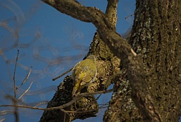 Grey-headed Woodpecker (Picus canus)