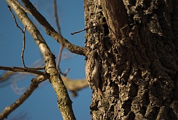 Eurasian Treecreeper (Certhia familiaris)