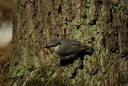 Eurasian Nuthatch (Sitta europaea)