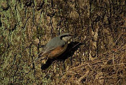 Eurasian Nuthatch (Sitta europaea)