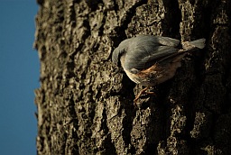 Eurasian Nuthatch (Sitta europaea)