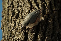 Eurasian Nuthatch (Sitta europaea)