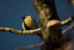 Great Tit (Parus major)