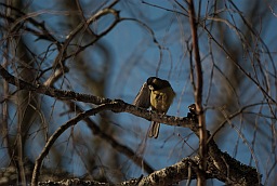 Great Tit (Parus major)