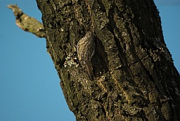 Eurasian Treecreeper (Certhia familiaris)