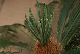 Cycas