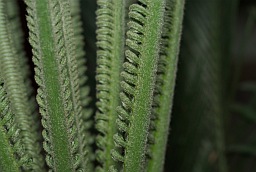 Cycas