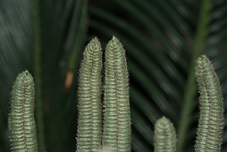 Cycas