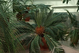 Cycas