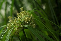 Cyperus