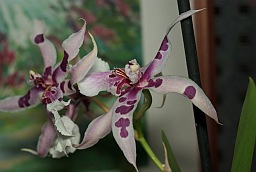 Cattleya orchid