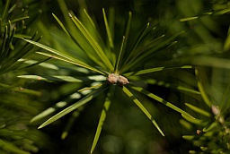 Fir-needle