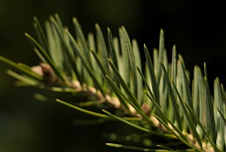 Fir-needle